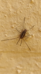 Odiellus troguloides