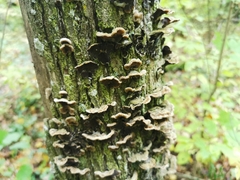 Auricularia mesenterica