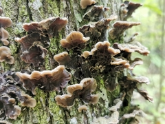 Auricularia mesenterica