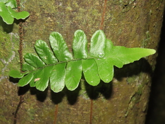Arthropteris palisotii