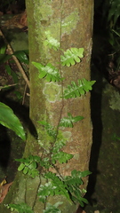 Arthropteris palisotii