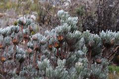 Leucadendron album