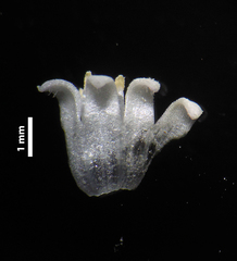 Exallage auricularia
