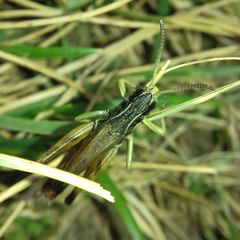 Pseudochorthippus parallelus