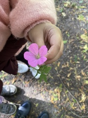 Geranium palustre