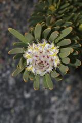 Leucadendron dregei