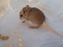 Gerbilliscus leucogaster