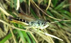 Pseudochorthippus parallelus