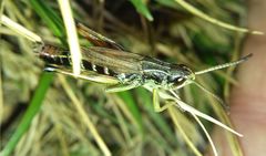 Pseudochorthippus parallelus