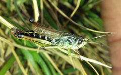 Pseudochorthippus parallelus