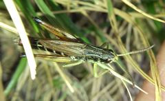 Pseudochorthippus parallelus