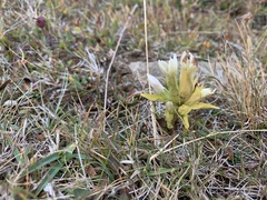 Gentianella campestris