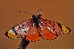 Acraea barberi