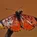 Barber's Acraea - Photo (c) Lourens Erasmus, some rights reserved (CC BY-NC), uploaded by Lourens Erasmus