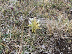 Gentianella campestris
