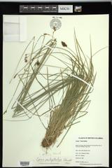 Carex preslii