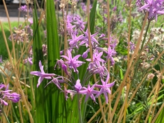 Tulbaghia violacea