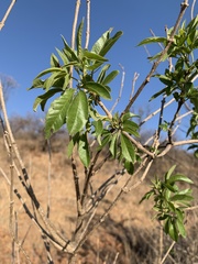 Vitex rehmannii