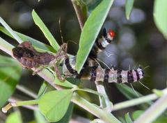 Amphicallia bellatrix