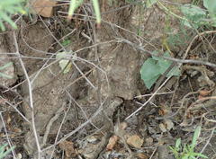 Dioscorea hemicrypta