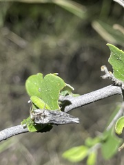 Agrilus cavifrons