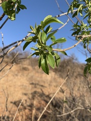 Vitex rehmannii