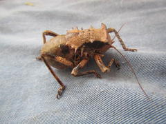 Enyaliopsis transvaalensis