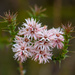 Pink Swamp Heath - Photo (c) deborahanneferguson, some rights reserved (CC BY-NC)