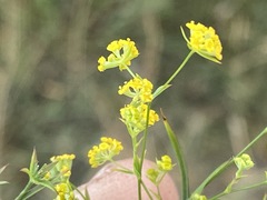 Bupleurum gerardi