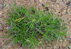 Pharnaceum aurantium