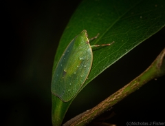 Anabunda murrayfletcheri