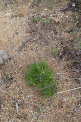 Pharnaceum aurantium