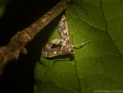 Nacoleia glageropa