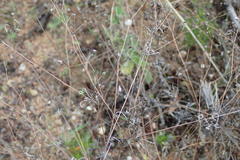 Pharnaceum aurantium