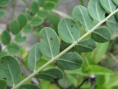 Astragalus buschiorum