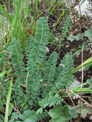 Astragalus buschiorum