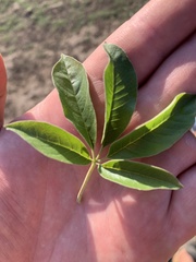 Vitex rehmannii
