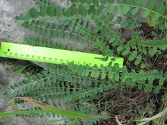 Astragalus buschiorum