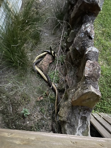 Diamond Python sighting