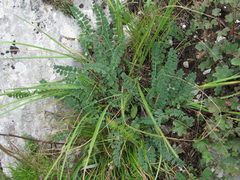 Astragalus buschiorum