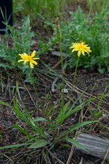 Microseris nutans
