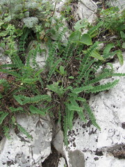 Astragalus buschiorum