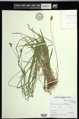 Carex preslii