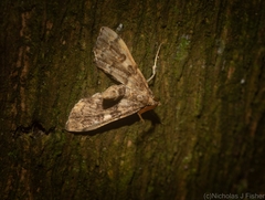 Nacoleia glageropa