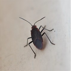 Leptocoris tagalicus