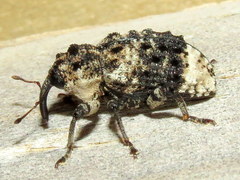 Cryptorhynchus lapathi