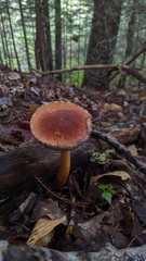 Austroboletus gracilis