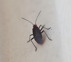 Leptocoris tagalicus