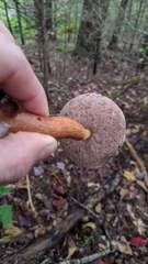 Austroboletus gracilis