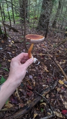 Austroboletus gracilis